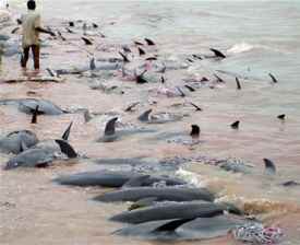 Dead Dolphins on Gulf Beaches