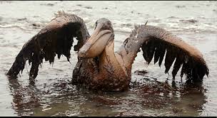 Gulf Pelican covered in oil